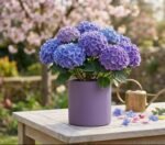 PLANT & FLOWER POT